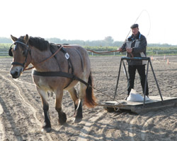 Die Rheinisch Deutsche Kaltblutstute Uta v. Ulan / Ulano wurde mit Wertnote 8,32 Prüfungssiegerin in Ganschow (Z.u.B.: Neubauer & Sohn GbR Trent). Foto: Jutta Wego